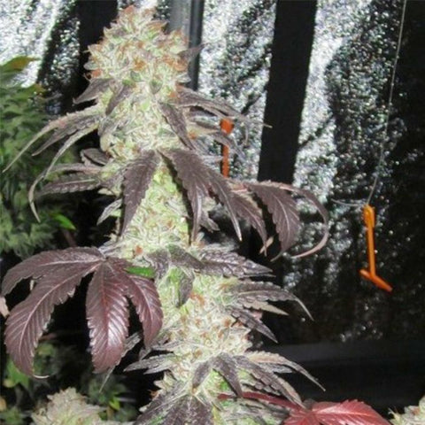 Black Kush Female Cannabis Seeds by The Cali Connection