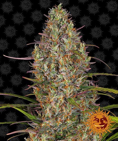 Barneys Farm - Glue Gelato Auto 3 Samen