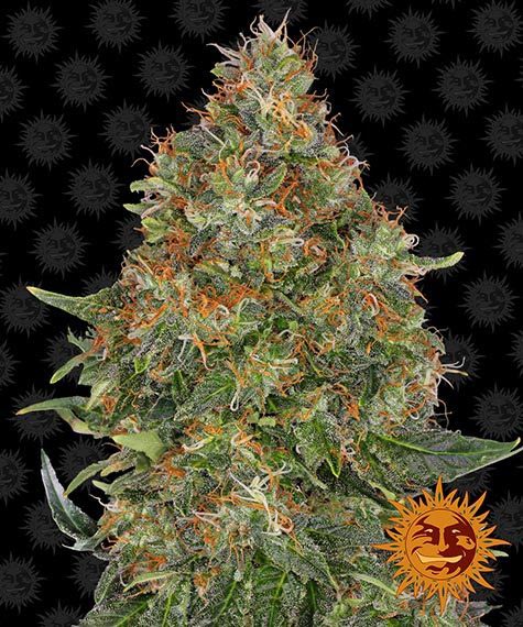 Barneys Farm - PINEAPPLE EXPRESS AUTO 3 Samen