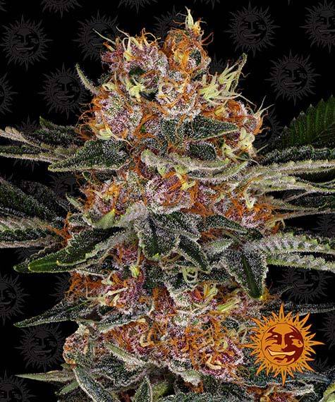 Barneys Farm - PURPLE PUNCH AUTO STRAIN (3 Samen)