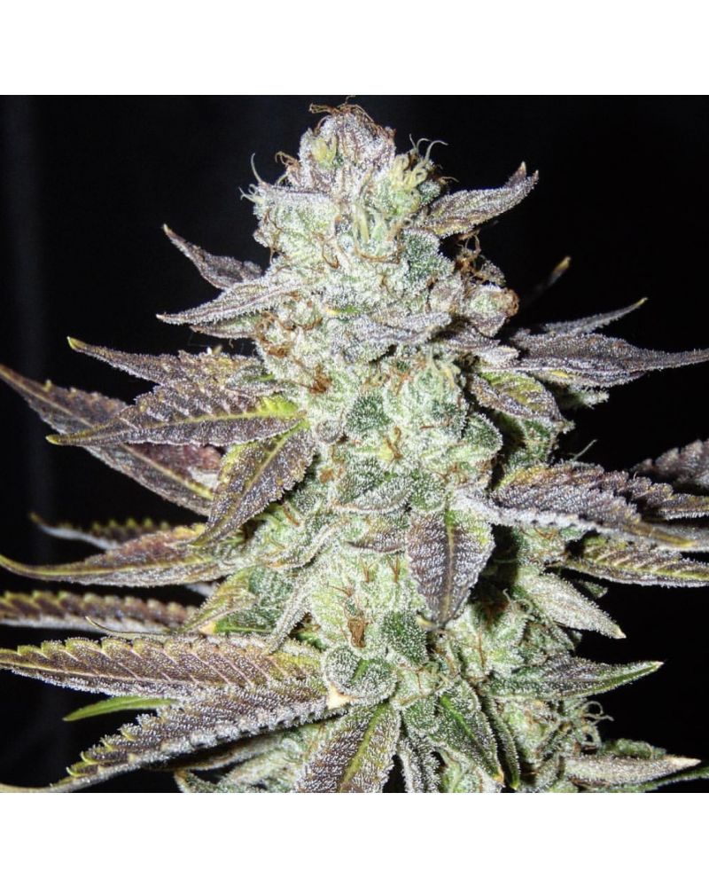 LA Cookies Female Cannabis Seeds by Cali Connection