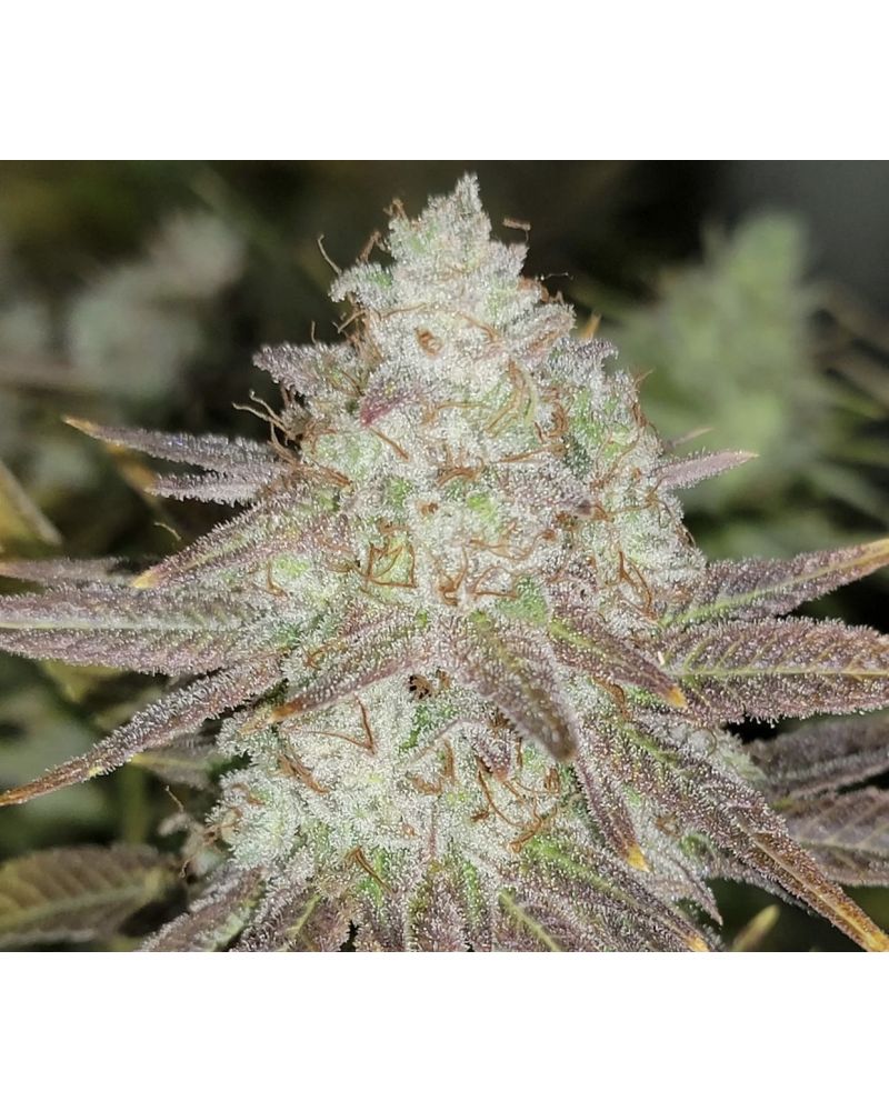 Passion Berry - The Gold Line - Female Cannabis Seeds by The Cali Connection