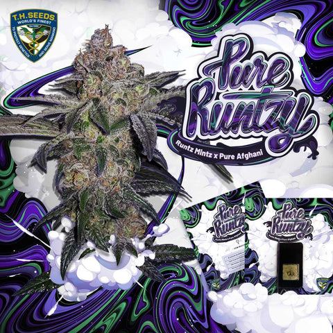 Pure Runtzy Feminized Cannabis Seeds by T.H.Seeds